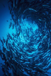 jackfish   Nikonos-v, 15mm, Velvia 100 by Eun Woo Kim 
